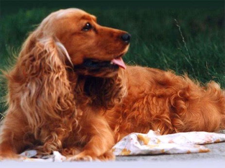 Red Cocker Spaniel